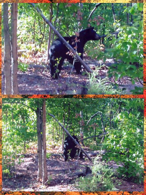 The Backwoods Lodge and Cabins in Mena, Arkansas with guided hunting